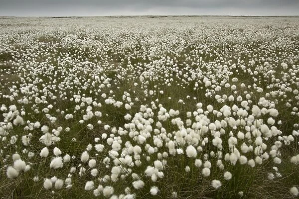 Harestail Cotton-grass (Eriophorum vaginatum) flowering mass, growing on moorland habitat, Peak District, Derbyshire