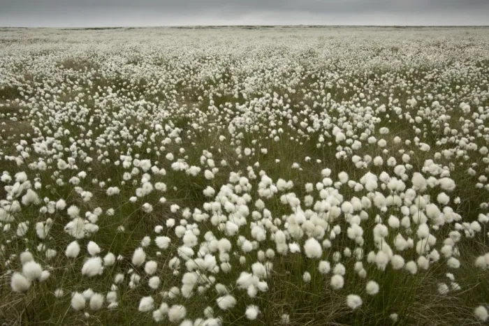 Framed Print : Harestail Cotton-grass (Eriophorum vaginatum) flowering mass, growing on moorland habitat, Peak District, Derbyshire Framed Print : Harestail Cotton-grass (Eriophorum vaginatum) flowering mass, growing on moorland habitat, Peak District, Derbyshire