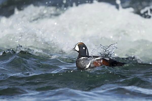 Harlequin Duck (Histrionicus histrionicus) adult male, breeding plumage, swimming in fast-flowing river rapids