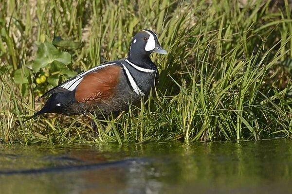 Harlequin Duck (Histrionicus histrionicus) adult male, breeding plumage, standing on riverbank, River Laxa, Iceland