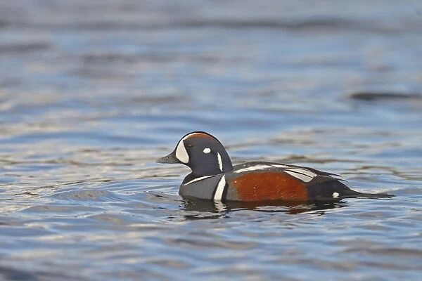 Harlequin Duck (Histrionicus histrionicus) adult male, breeding plumage, swimming on river, River Laxa, Iceland, June