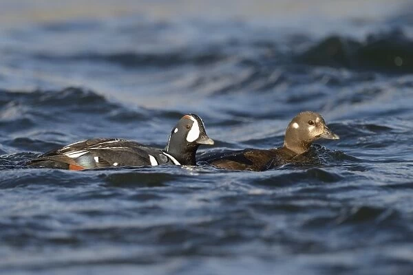 Harlequin Duck (Histrionicus histrionicus) adult pair, breeding plumage, swimming on river, River Laxa, Iceland, June