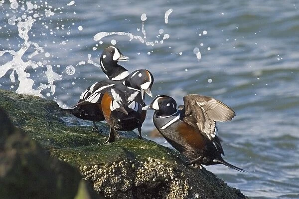 Harlequin Duck (Histrionicus histrionicus) three adult males, squabbling on coastal rock, New Jersey, U. S. A. winter