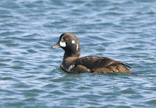Harlequin Duck (Histrionicus histrionicus) adult male, eclipse plumage, swimming, Hokkaido, Japan, winter