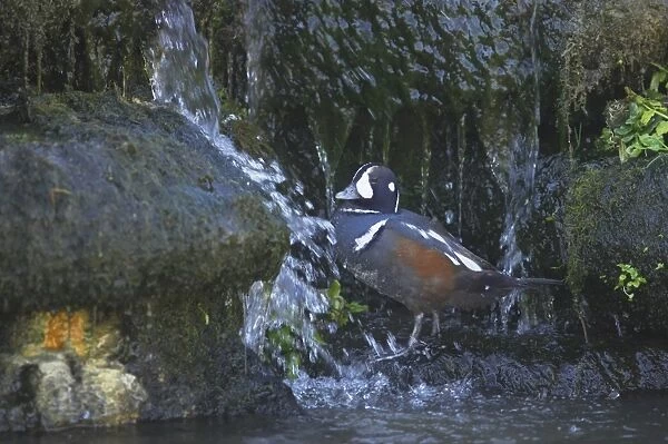 Harlequin Duck (Histrionicus histrionicus) adult male, foraging beside waterfall, Arundel W. W. T. (captive)