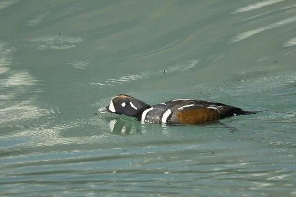 Harlequin Duck (Histrionicus histrionicus) adult male, feeding, catching newly emerged insects from surface of lake, Rocky Mountains, Alberta, Canada, june
