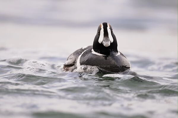Harlequin Duck (Histrionicus histrionicus) adult male, breeding plumage, swimming in fast-flowing water, Iceland, June