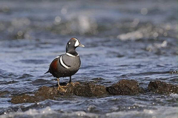 Harlequin Duck (Histrionicus histrionicus) adult male, breeding plumage, standing on rock in fast-flowing water