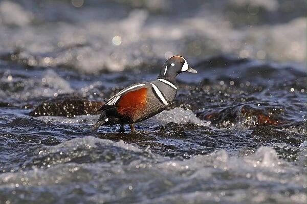 Harlequin Duck (Histrionicus histrionicus) adult male, breeding plumage, standing on rock in fast-flowing water