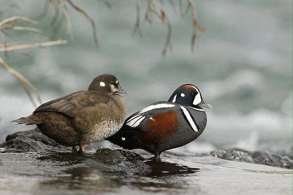 Harlequin Duck (Histrionicus histrionicus) adult pair, standing together on rock in fast-flowing water, Iceland, June