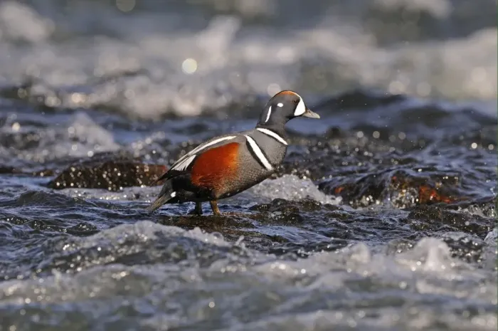 Framed Print : Harlequin Duck (Histrionicus histrionicus) adult male, breeding plumage, standing on rock in fast-flowing water