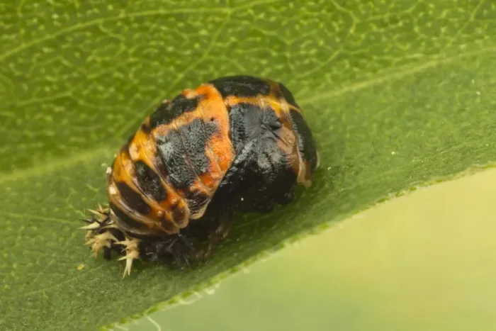 Framed Print : Harlequin Ladybird (Harmonia axyridis) introduced species, pupa, attached to leaf, Leicestershire, England, September