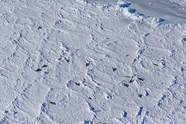 Harp Seal (Pagophilus groenlandicus) adult females with pups, aerial view of colony on pack ice, Magdalen Islands