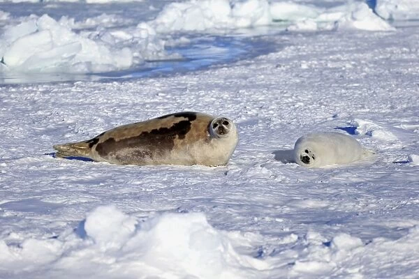 Harp Seal (Pagophilus groenlandicus) adult female with pup, resting on pack ice, Magdalen Islands, Gulf of St