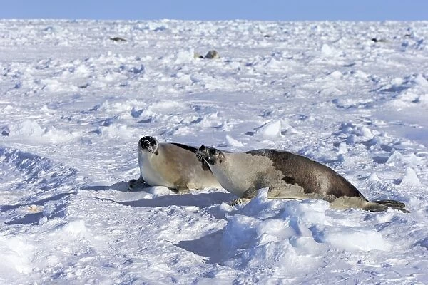 Harp Seal (Pagophilus groenlandicus) two adult females, fighting on pack ice, Magdalen Islands, Gulf of St
