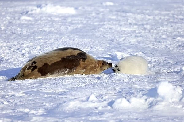 Harp Seal (Pagophilus groenlandicus) adult female with pup, resting on pack ice, Magdalen Islands, Gulf of St