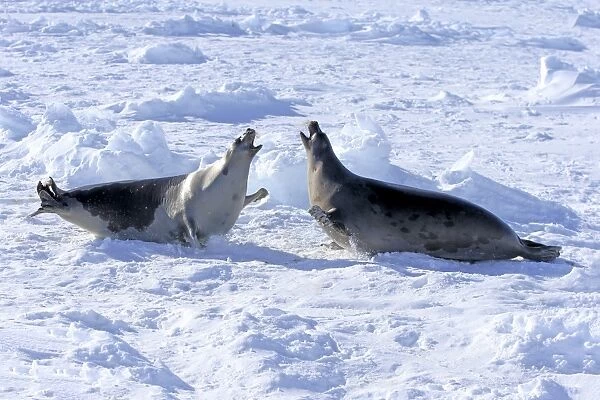 Harp Seal (Pagophilus groenlandicus) two adult females, fighting on pack ice, Magdalen Islands, Gulf of St