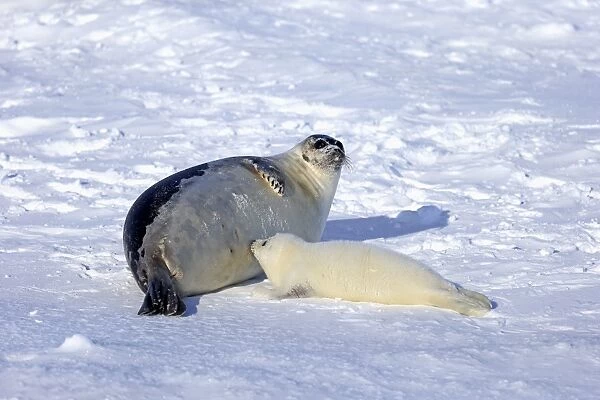 Harp Seal (Pagophilus groenlandicus) adult female with pup, suckling on pack ice, Magdalen Islands, Gulf of St