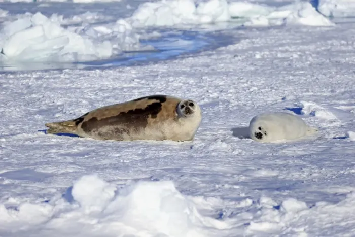Framed Print : Harp Seal (Pagophilus groenlandicus) adult female with pup, resting on pack ice, Magdalen Islands, Gulf of St Framed Print : Harp Seal (Pagophilus groenlandicus) adult female with pup, resting on pack ice, Magdalen Islands, Gulf of St