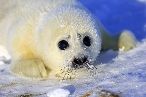 Harp Seal (Pagophilus groenlandicus) pup, close-up of head, resting on pack ice, Magdalen Islands, Gulf of St