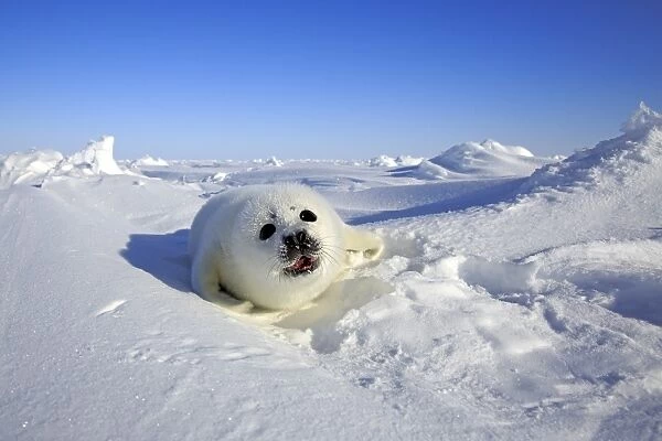 Harp Seal (Pagophilus groenlandicus) pup, calling on pack ice, Magdalen Islands, Gulf of St