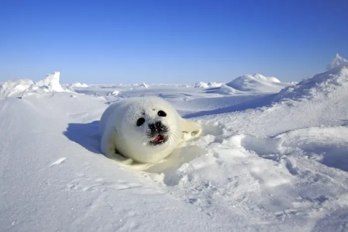 Framed Print : Harp Seal (Pagophilus groenlandicus) pup, calling on pack ice, Magdalen Islands, Gulf of St