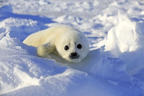Harp Seal (Pagophilus groenlandicus) pup, resting on pack ice, Magdalen Islands, Gulf of St