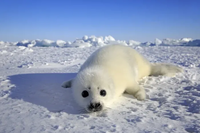 Framed Print : Harp Seal (Pagophilus groenlandicus) pup, resting on pack ice, Magdalen Islands, Gulf of St Framed Print : Harp Seal (Pagophilus groenlandicus) pup, resting on pack ice, Magdalen Islands, Gulf of St