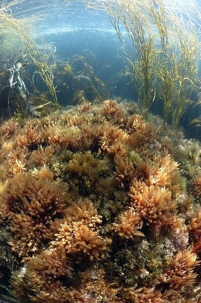 Harpoon Weed (Asparagopsis armata) in underwater habitat, Pondfield Cove, Isle of Purbeck, Dorset, England, July