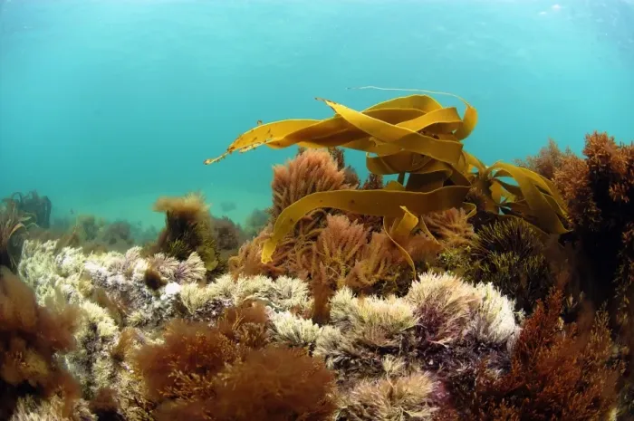 Framed Print : Harpoon Weed (Asparagopsis armata) and Kelp (Laminaria sp. ) underwater, growing on shallow rocky reef, Brandy Bay Framed Print : Harpoon Weed (Asparagopsis armata) and Kelp (Laminaria sp. ) underwater, growing on shallow rocky reef, Brandy Bay