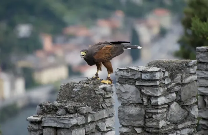 Framed Print : Harris Hawk (Parabuteo unicinctus) adult, falconry bird with radio tracking tag, Vezio Castle, Varenna, Lake Como, Lombardy, Italy Framed Print : Harris Hawk (Parabuteo unicinctus) adult, falconry bird with radio tracking tag, Vezio Castle, Varenna, Lake Como, Lombardy, Italy