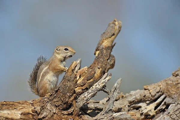 Harriss Antelope-squirrel (Ammospermophilus harrisii) adult, with food in mouth, sitting on fallen tree trunk, Amado