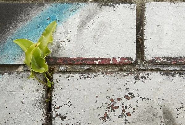 Hart s-tongue Fern (Phyllitis scolopendrium) fronds, growing in crevice of graffiti covered wall in city centre