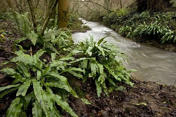 Hart s-tongue Fern (Phyllitis scolopendrium) fronds, growing on bank of stream, tributary of Mells River, Mendips