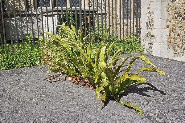 Hart s-tongue Fern (Phyllitis scolopendrium) fronds, growing from cracked tombstone in village churchyard, St