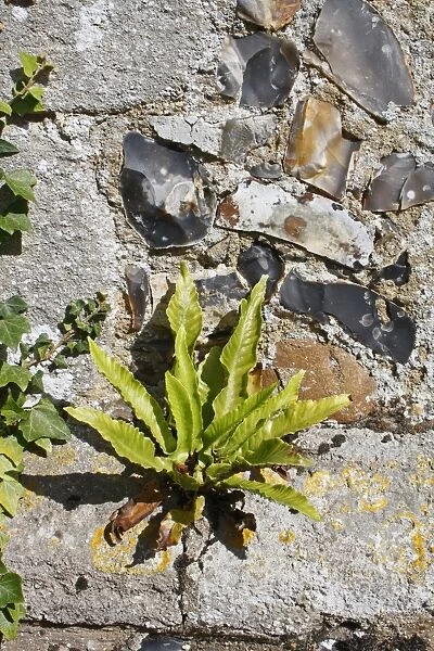 Hart s-tongue Fern (Phyllitis scolopendrium) fronds, growing from crevice in wall of village church, St