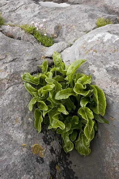 Hart s-tongue Fern (Phyllitis scolopendrium) fronds, growing on coastal limestone pavement, The Burren, County Clare