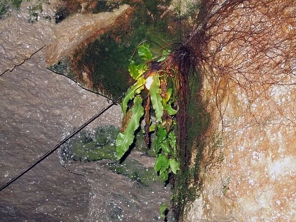 Hart s-tongue Fern (Phyllitis scolopendrium) growing in light of bulb deep in limestone caves, near Beer, Devon
