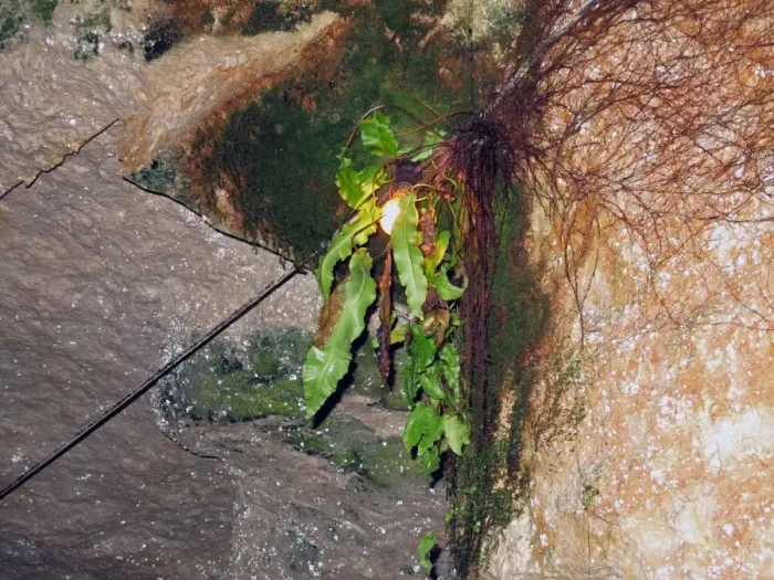 Framed Print : Hart s-tongue Fern (Phyllitis scolopendrium) growing in light of bulb deep in limestone caves, near Beer, Devon Framed Print : Hart s-tongue Fern (Phyllitis scolopendrium) growing in light of bulb deep in limestone caves, near Beer, Devon