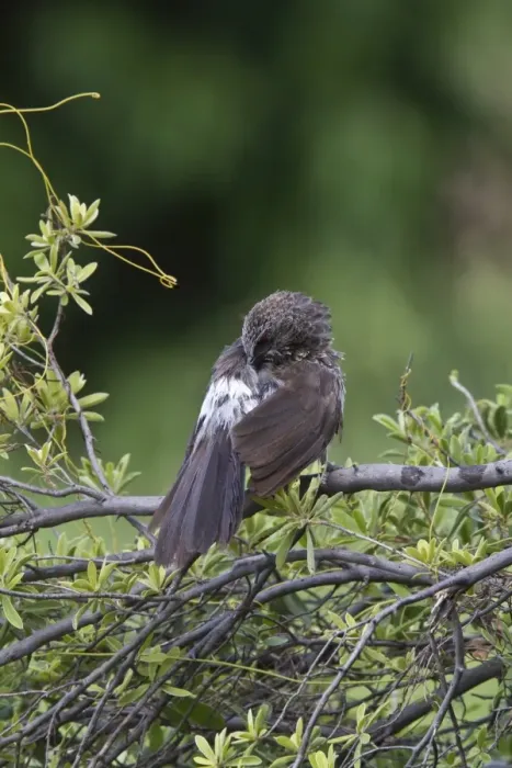 Framed Print : hartlaubs babbler
