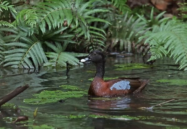 Hartlaubs Duck (Pteronetta hartlaubii) adult female, swimming on forest pond, Ankasa Reserve, Ghana, February