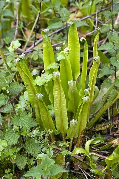 Harts tongue fern, Asplenium scolopendrium, with leaves unfurling in spring