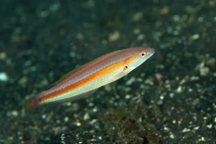 Framed Print : Hartzfelds Wrasse (Halichoeres hartzfeldii) juvenile, swimming over black sand, Lembeh Straits, Sulawesi Framed Print : Hartzfelds Wrasse (Halichoeres hartzfeldii) juvenile, swimming over black sand, Lembeh Straits, Sulawesi