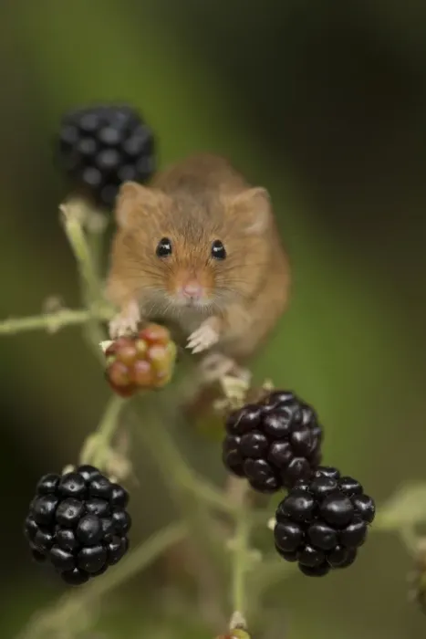 Framed Print : Harvest Mouse (Micromys minutus) adult, climbing amongst blackberries, South Yorkshire, England, October (captive) Framed Print : Harvest Mouse (Micromys minutus) adult, climbing amongst blackberries, South Yorkshire, England, October (captive)