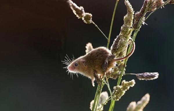 Harvest Mouse (Micromys minutus) adult, backlit on grass stems during release program, Norfolk, England, june