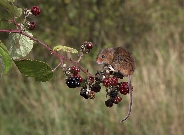 Harvest Mouse (Micromys minutus) adult, sitting on Bramble (Rubus fruticosus) berries, Midlands, England, september