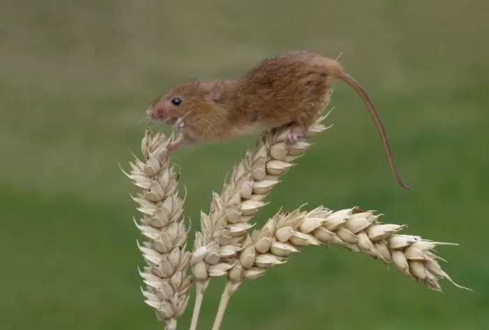 Framed Print : Harvest Mouse (Micromys minutus) adult, climbing on ripe wheat ear, Leicestershire, England, june (controlled) Framed Print : Harvest Mouse (Micromys minutus) adult, climbing on ripe wheat ear, Leicestershire, England, june (controlled)