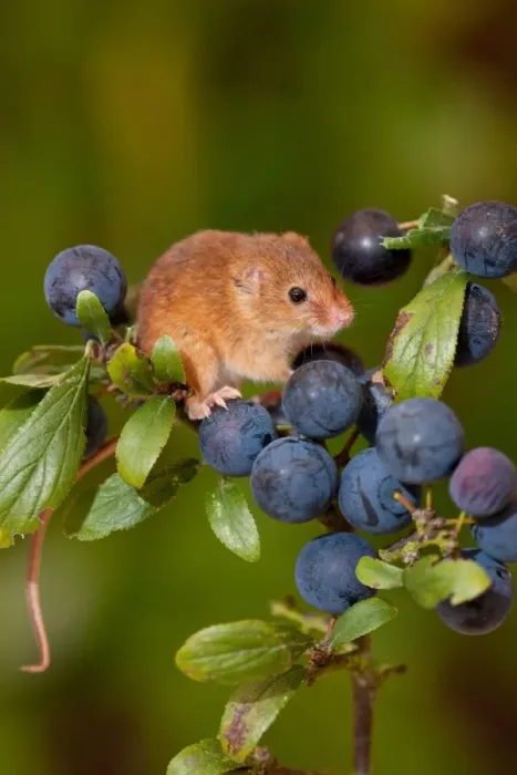 Framed Print : Harvest Mouse (Micromys minutus) adult, climbing on Blackthorn (Prunus spinosa) fruit, Norfolk, England, august Framed Print : Harvest Mouse (Micromys minutus) adult, climbing on Blackthorn (Prunus spinosa) fruit, Norfolk, England, august