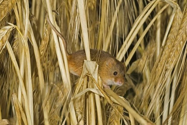 Harvest Mouse (Micromys minutus) adult, climbing amongst barley stalks, Norfolk, England, july