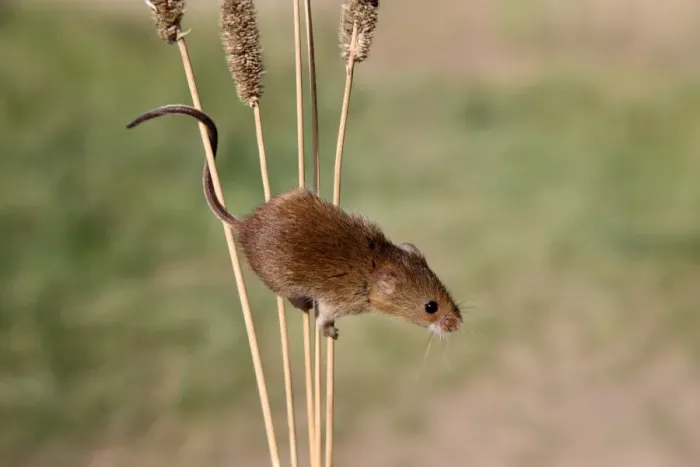 Framed Print : Harvest Mouse (Micromys minutus) adult, climbing on stems, Midlands, England, september Framed Print : Harvest Mouse (Micromys minutus) adult, climbing on stems, Midlands, England, september